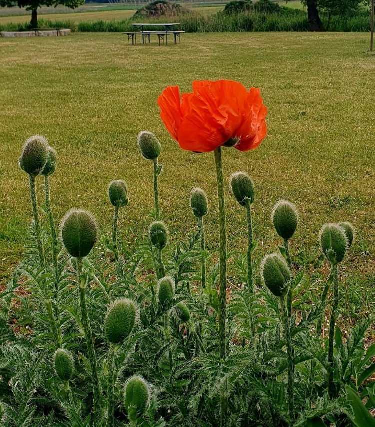 Eine rote Mohnblüte zwischen geschlossenen Knospen auf einer Wiese